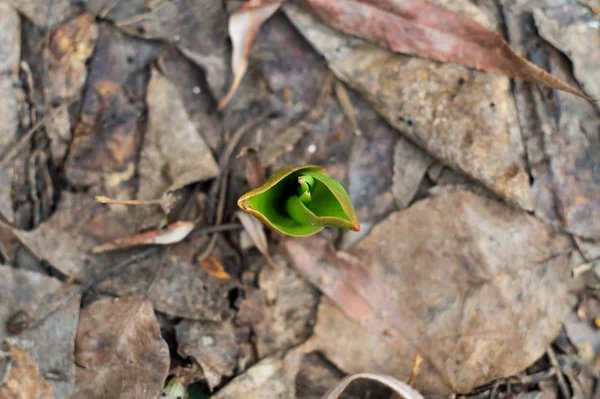 Junge Tulpentriebe auf einem Blumenbeet — Stockfoto