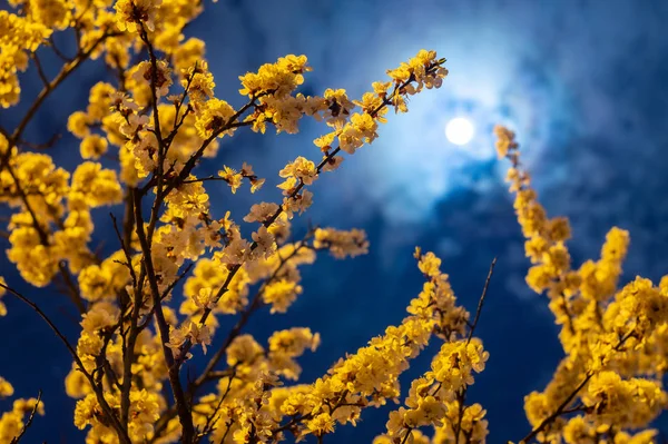 Blütenzweige des Aprikosenbaums im Licht des Vollmondes gegen den blauen Abendhimmel — Stockfoto