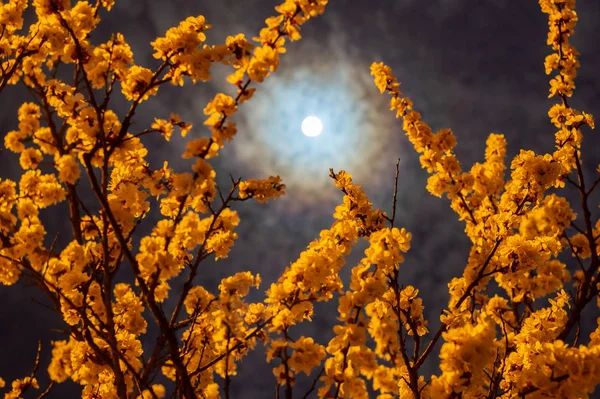 Kayısı ağacının çiçek açan dalları dolunay ışığında mavi gökyüzüne karşı