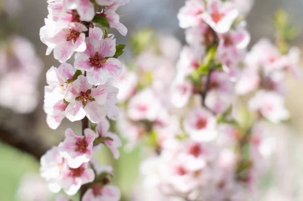 Weiße und rosa Blüten an den Zweigen der Nanking-Kirsche — Stockfoto