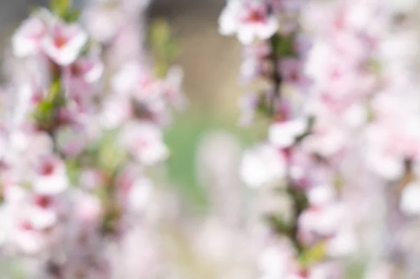 Verschwommener Hintergrund aus weißen und rosa Blumen auf den Ästen — Stockfoto