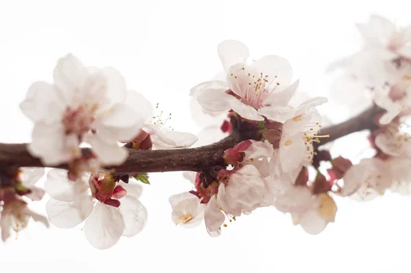 Weiße und rosa Blüten auf Ästen von Aprikosenbäumen im Frühling — Stockfoto