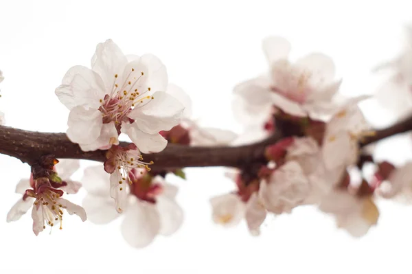 Weiße und rosa Blüten auf Ästen von Aprikosenbäumen im Frühling — Stockfoto