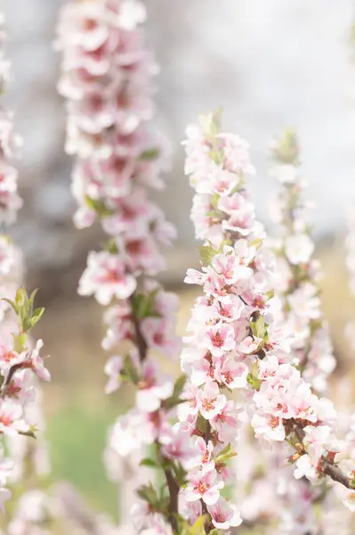 Weiße und rosa Blüten an den Zweigen der Nanking-Kirsche — Stockfoto