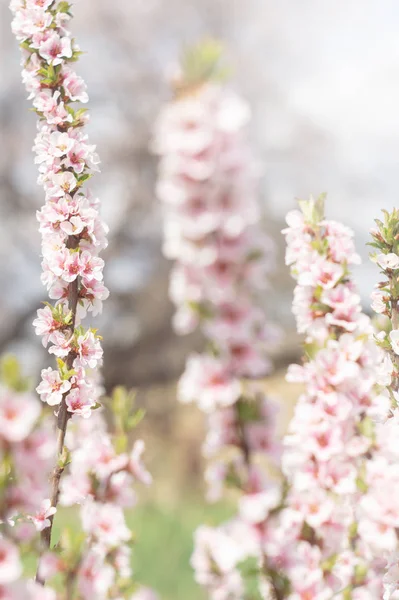 Weiße und rosa Blüten an den Zweigen der Nanking-Kirsche — Stockfoto