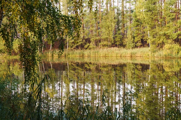 Zielone drzewa odbite w jeziorze leśnym — Zdjęcie stockowe