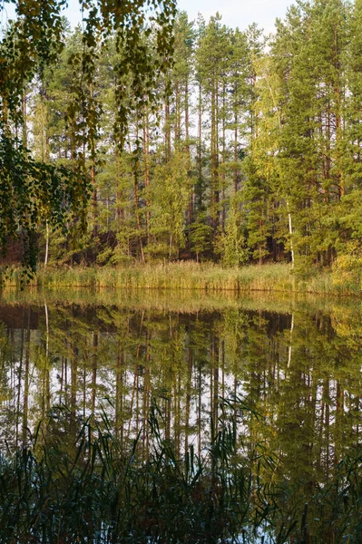 Zielone drzewa odbite w jeziorze leśnym — Zdjęcie stockowe