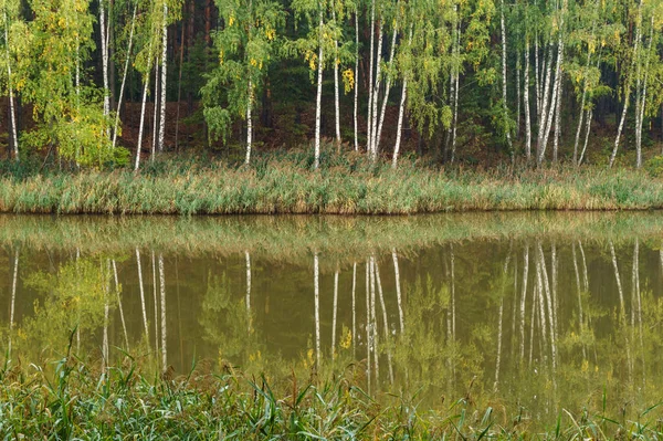 숲 속의 호수에 나타나 있는 자작나무와 갈대 — 스톡 사진