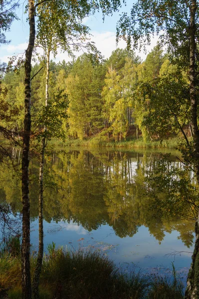 Zielone drzewa odbite w jeziorze leśnym — Zdjęcie stockowe