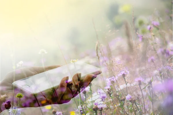 Mano femenina sosteniendo un smartphone sobre el fondo de un prado floreciente — Foto de Stock