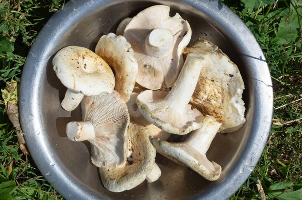 Сырой лактарий это съедобный гриб. — стоковое фото