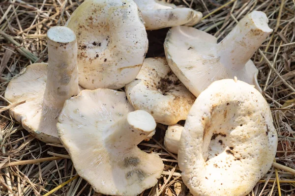 Roher Lactarius resimus ist essbarer Pilz — Stockfoto