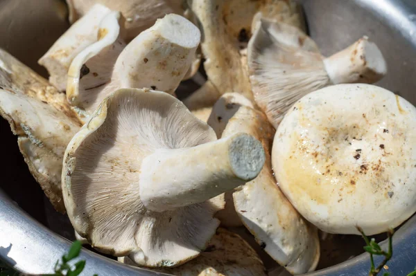 Сырой лактарий это съедобный гриб. — стоковое фото
