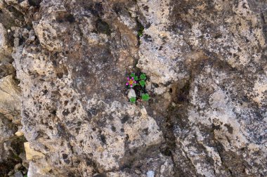 Dağ kayalık zemin üzerinde çiçekli alp bitkileri