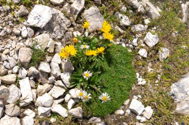 Dağ kayalık zemin üzerinde çiçekli alp bitkileri