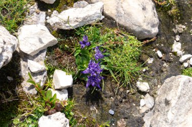 Dağ kayalık zemin üzerinde çiçekli alp bitkileri
