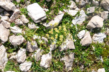 Dağ kayalık zemin üzerinde çiçekli alp bitkileri