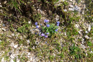 Dağ kayalık zemin üzerinde çiçekli alp bitkileri