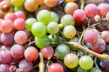 Yeşil ve mor üzümler yakın plan.