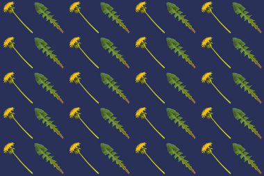 Çapraz sıra karahindiba çiçekleri ve koyu mavi arka planda yapraklar