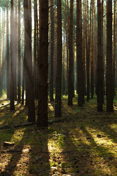 Sonnenstrahlen durch Baum im Kiefernwald — Stockfoto