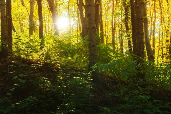 Sonnenstrahlen durch Äste in einem Laubwald — Stockfoto