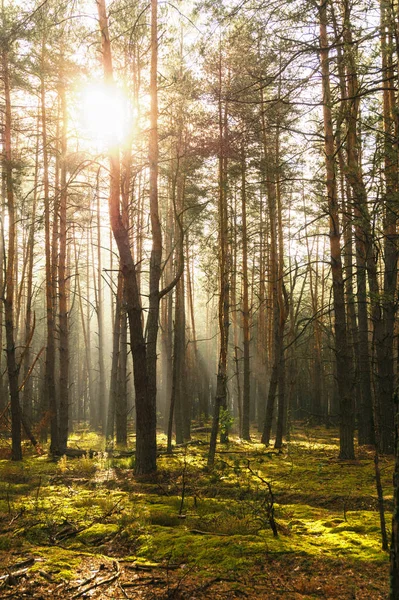 Sonnenstrahlen durch Baum im Kiefernwald — Stockfoto