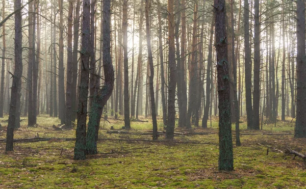 소나무 숲 속에서 태양 광선 이비치고 있다 — 스톡 사진