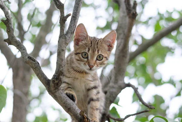 Schattig tabby katje op een boomtak — Stockfoto