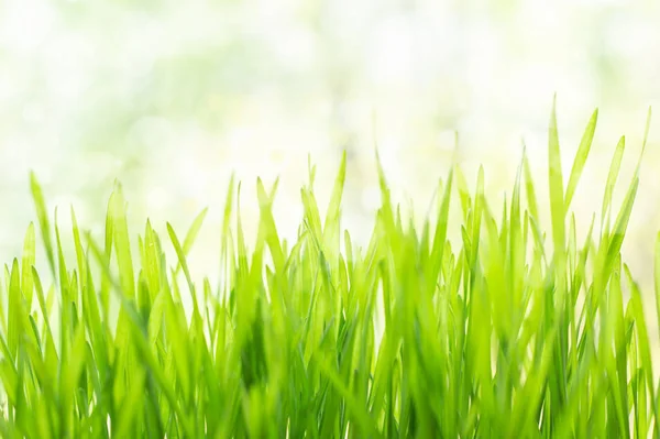 明るい日差しの中で新鮮な緑の草 — ストック写真