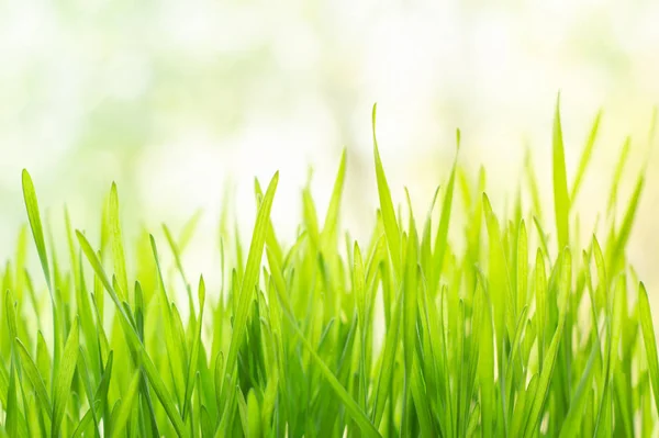 明るい日差しの中で新鮮な緑の草 — ストック写真