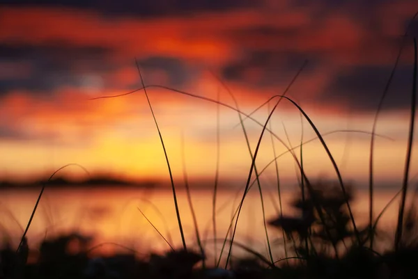 Verschwommener Hintergrund aus rotem und tiefblauem Himmel und Graskonturen — Stockfoto