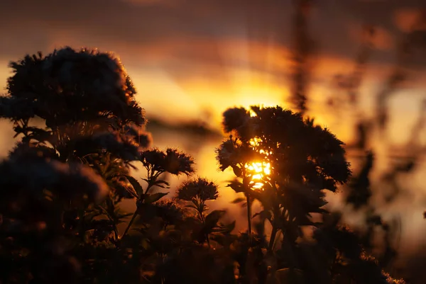 Sonnenstrahlen scheinen in der Morgendämmerung durch Wildblumen — Stockfoto