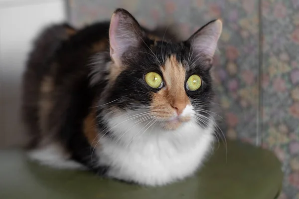 Uzun saçlı üç renkli kedi açık yeşil gözlerle oturur. — Stok fotoğraf
