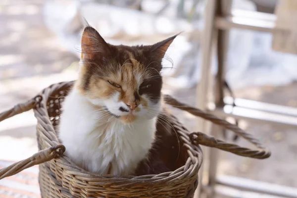 Longhair driekleurige kat zit in een mand met half gesloten ogen — Stockfoto