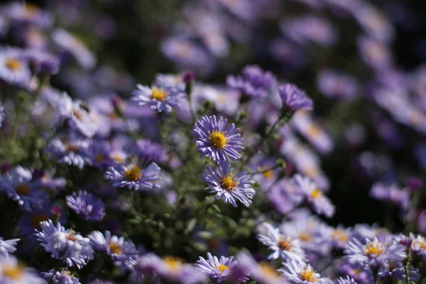 Aster mor çiçekler — Stok fotoğraf