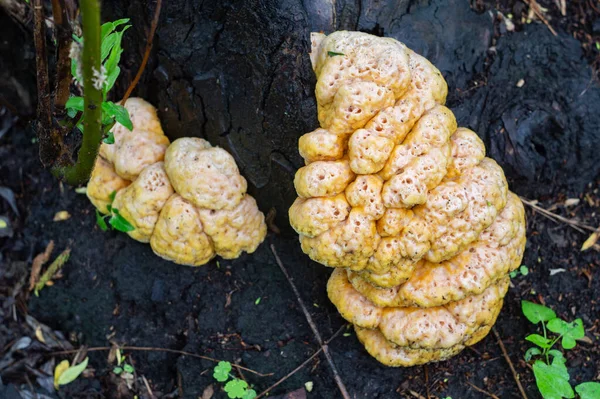 Laetiporus Sulphureus Hühnerpolypore Pilze Die Auf Bäumen Wachsen — Stockfoto