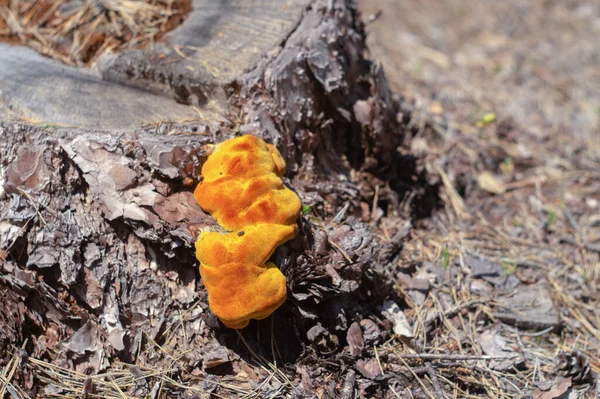 Laetiporus Sulphureus Hühnerpolypore Pilze Die Auf Bäumen Wachsen — Stockfoto