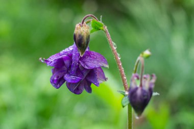 Aquilegia vulgaris 'in mor çiçekleri, sıradan bir kolumbin, çiçekli bir bitkisel bitki.