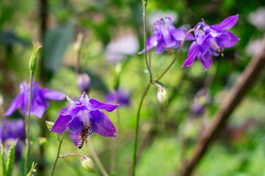 Aquilegia vulgaris 'in mor çiçekleri, sıradan bir kolumbin, çiçekli bir bitkisel bitki.