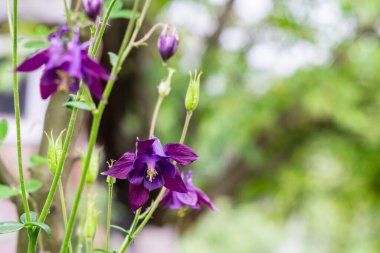 Aquilegia vulgaris 'in mor çiçekleri, sıradan bir kolumbin, çiçekli bir bitkisel bitki.