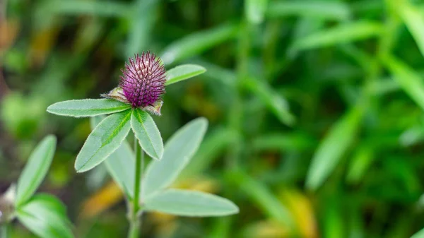 Kvetoucí Jetel Červený Trifolium Alpestre Bylinné Druhy Rostlin Čeledi Fabaceae — Stock fotografie