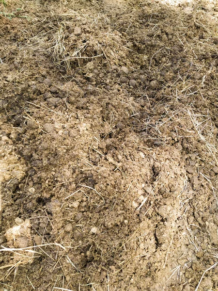 Horse Dung Mixed Hay Sawdust — Stock Photo, Image