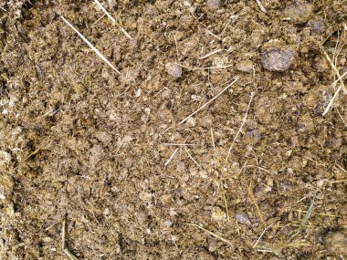 Saman ve talaşla karıştırılmış at gübresi.
