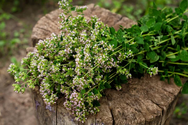 Banda Kvetoucího Oregana Origanum Vulgare Kulinářské Byliny Léčivé Rostliny — Stock fotografie