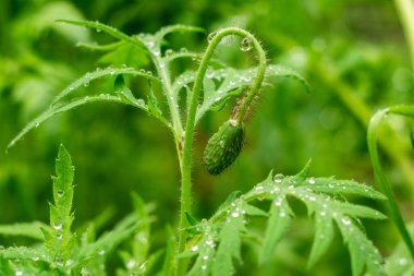 Haşhaş tomurcuklarına çiy düşer ve bahçede yapraklar