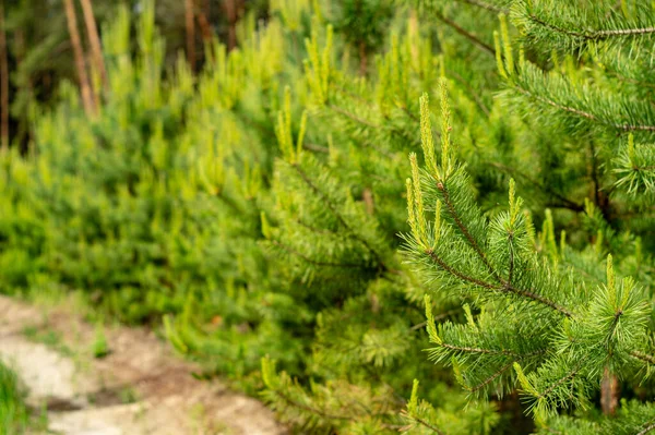 Ormandaki çam ağaçlarının dallarında genç filizleniyor.
