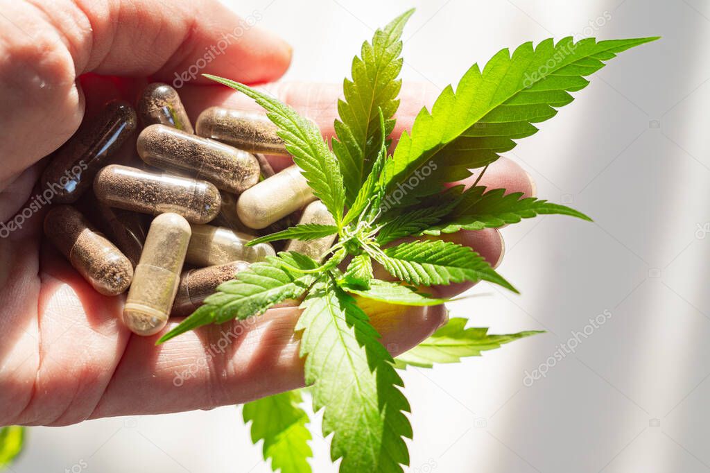 Agronomist or pharmacist holds a hemp plant and medical capsules with medicine or dietary supplements in his hand. Medical cannabis concept