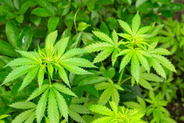 Bahçede ya da tarlada parlak yeşil kenevir bitkileri. Üst görünüm