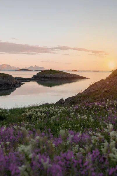 ノルウェー ロフトテンの日没時に海の上の島々の背景に牧草地を開花 — ストック写真